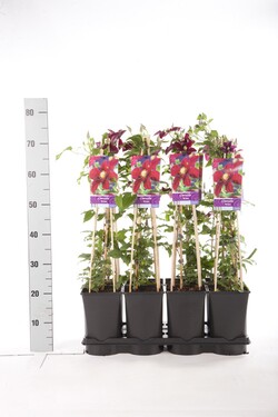 Raganė (Lot Clematis) 'Niobe' C2,5 70 CM 4 ST(SP) - nuotrauka 2