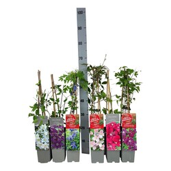 Raganė (Lot Clematis) 'Nelly Moser' P17 40-60 CM 3 STICK - nuotrauka 1