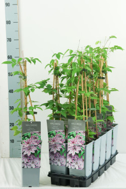 Raganė (Lot Clematis) 'Nelly Moser' P17 40-60 CM 3 STICK - nuotrauka 2