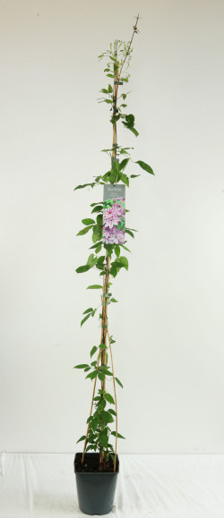 Raganė (Lot Clematis) 'Nelly Moser' C5/P23 100-125 CM | RAGANĖS | VIJOKLINIAI