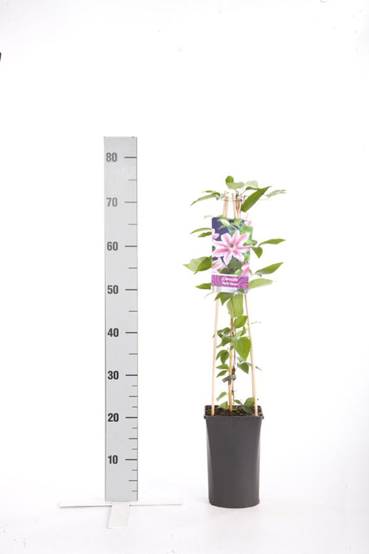 Raganės (Lot Clematis) 'Nelly Moser' C2,5 70 CM 4 ST(SP) | RAGANĖS | VIJOKLINIAI