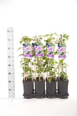 Raganė (Lot Clematis) 'Nelly Moser' C2,5 70 CM 4 ST(SP) - nuotrauka 2