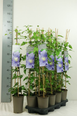 Raganė (Lot Clematis) 'Olympia' P17 60-100 3-STICK | RAGANĖS | VIJOKLINIAI