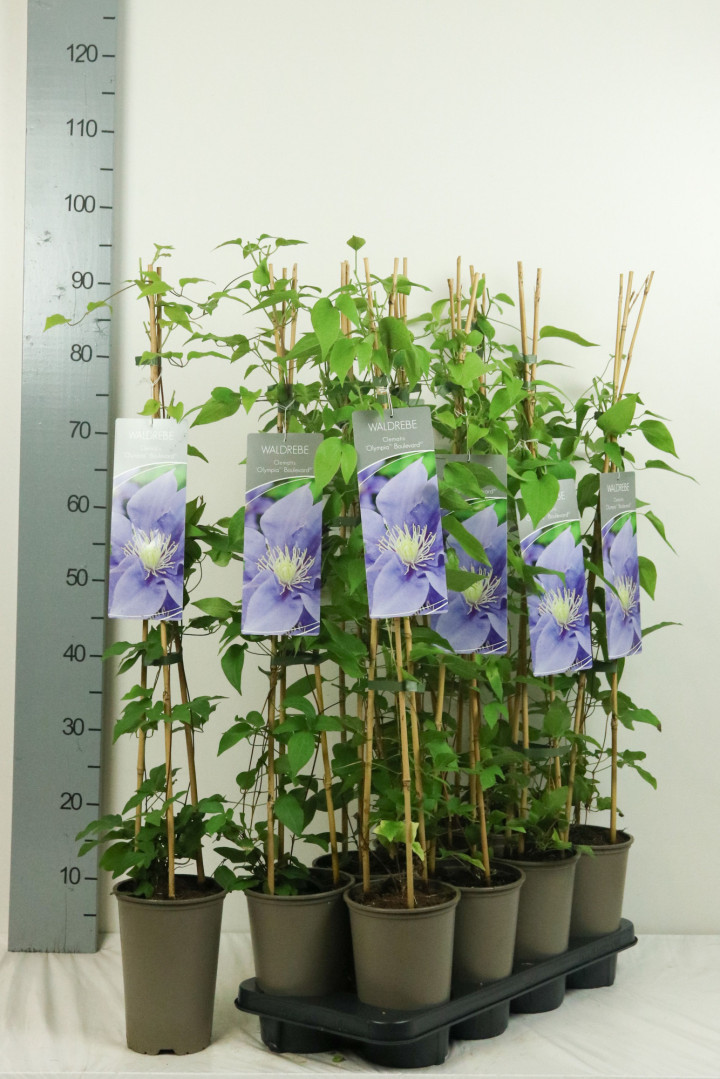 Raganė (Lot Clematis) 'Olympia' P17 60-100 3-STICK | RAGANĖS | VIJOKLINIAI