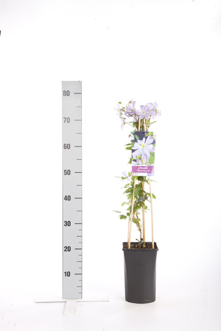 Raganės (Lot Clematis) 'Prince Charles' C2,5 70 CM 4 ST(SP) | RAGANĖS | VIJOKLINIAI