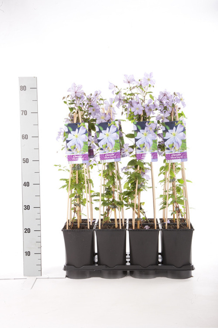 Raganės (Lot Clematis) 'Prince Charles' C2,5 70 CM 4 ST(SP) | RAGANĖS | VIJOKLINIAI