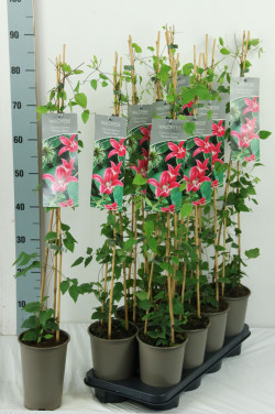 Raganė (Lot Clematis) 'Princess Diana' P17 60-100 3-STICK | RAGANĖS | VIJOKLINIAI