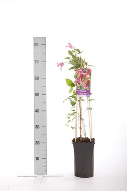 Raganė (Lot Clematis) 'Princess Diana' C2,5 70 CM 4 ST(SP) - nuotrauka 1