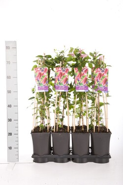 Raganė (Lot Clematis) 'Princess Diana' C2,5 70 CM 4 ST(SP) - nuotrauka 2