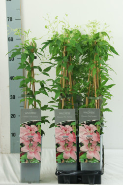 Raganė (Lot Clematis) 'Pink Fantasy' P17 40-60 CM 3 STICK | RAGANĖS | VIJOKLINIAI