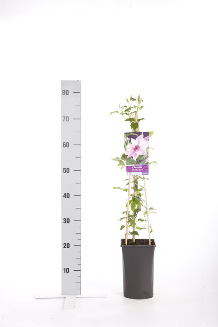 Raganės (Lot Clematis) 'Pink Fantasy' C2,5 70 CM 4 ST(SP) | RAGANĖS | VIJOKLINIAI