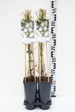Raganė (Lot Clematis) 'Paul Farges' C2,5 70 CM 4 ST(SP)