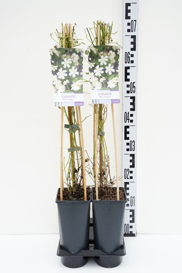 Raganė (Lot Clematis) 'Paul Farges' C2,5 70 CM 4 ST(SP)