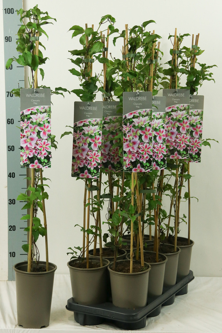 Raganė (Lot Clematis) 'Piilu' P17 60-100 3-STICK | RAGANĖS | VIJOKLINIAI
