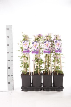Raganė (Lot Clematis) 'Piilu' C2,5 70 CM 4 ST(SP) - nuotrauka 2