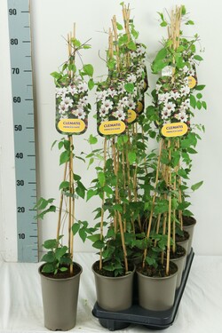 Raganė (Lot Clematis) 'Princess Kate' P17 60-100 3-STICK | RAGANĖS | VIJOKLINIAI