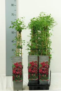 Raganė (Lot Clematis) 'Purpurea Plena Elegans' P17 40-60 CM 3 STICK | RAGANĖS | VIJOKLINIAI