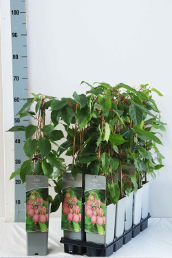 Raganė (Lot Clematis) 'Purpurea Plena Elegans' P17 60-100 3-STICK | RAGANĖS | VIJOKLINIAI