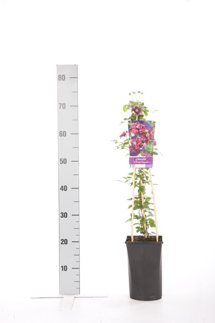 Raganės (Lot Clematis) 'Purpurea Plena Elegans' C2,5 70 CM 4 ST(SP) | RAGANĖS | VIJOKLINIAI
