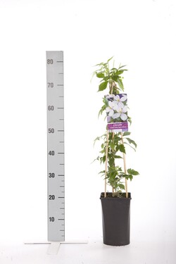 Raganė (Lot Clematis) 'Pink Perfection' C2,5 70 CM 4 ST(SP) - nuotrauka 1