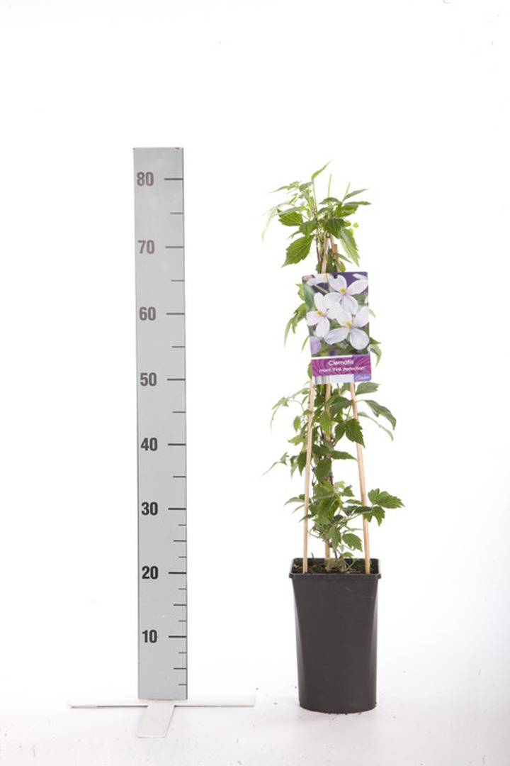 Raganė (Lot Clematis) 'Pink Perfection' C2,5 70 CM 4 ST(SP)