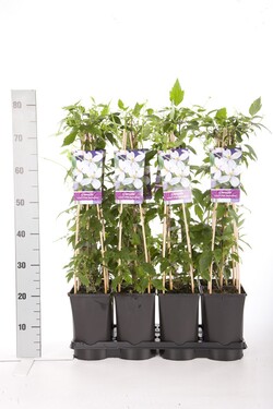 Raganė (Lot Clematis) 'Pink Perfection' C2,5 70 CM 4 ST(SP) - nuotrauka 2