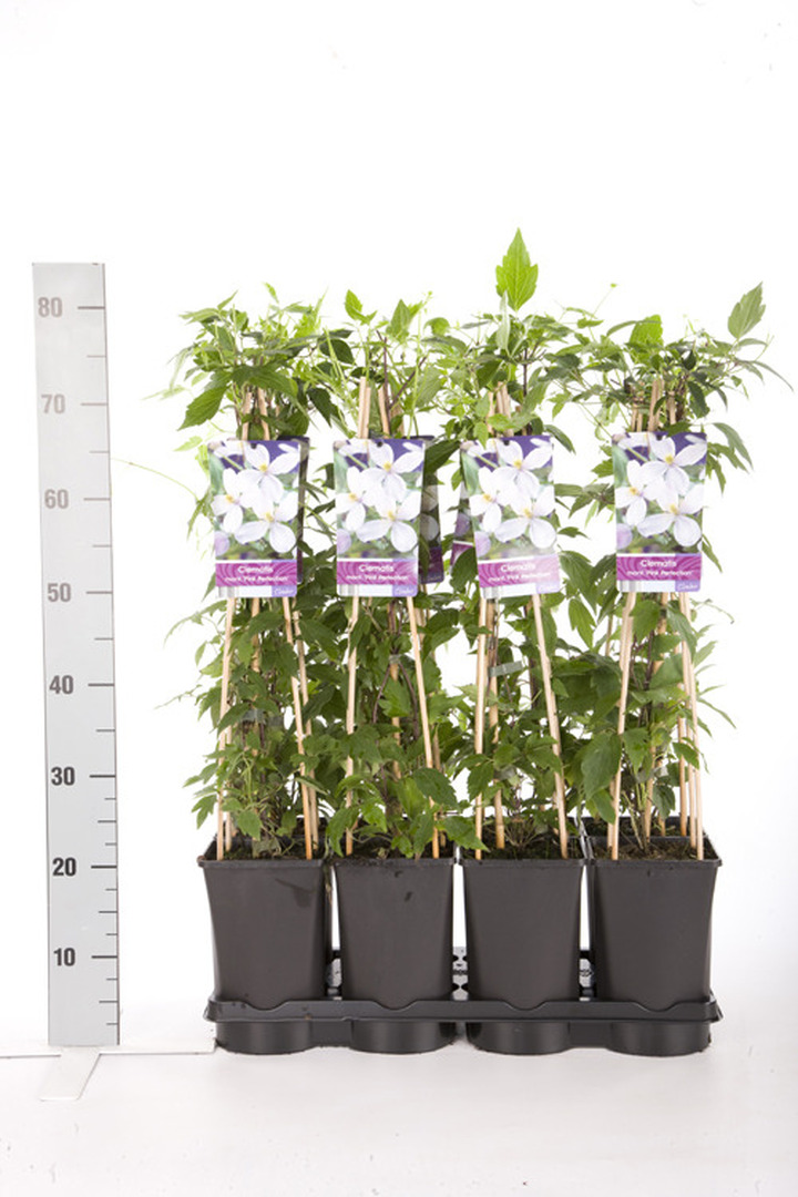 Raganė (Lot Clematis) 'Pink Perfection' C2,5 70 CM 4 ST(SP)