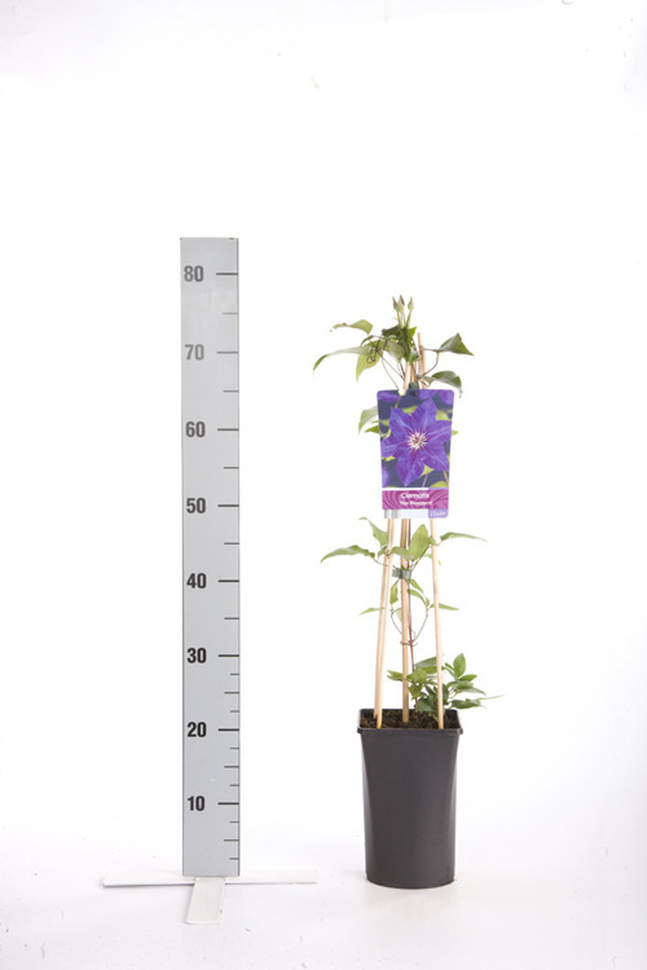 Raganės (Lot Clematis) 'The President' C2,5 70 CM 4 ST(SP) | RAGANĖS | VIJOKLINIAI