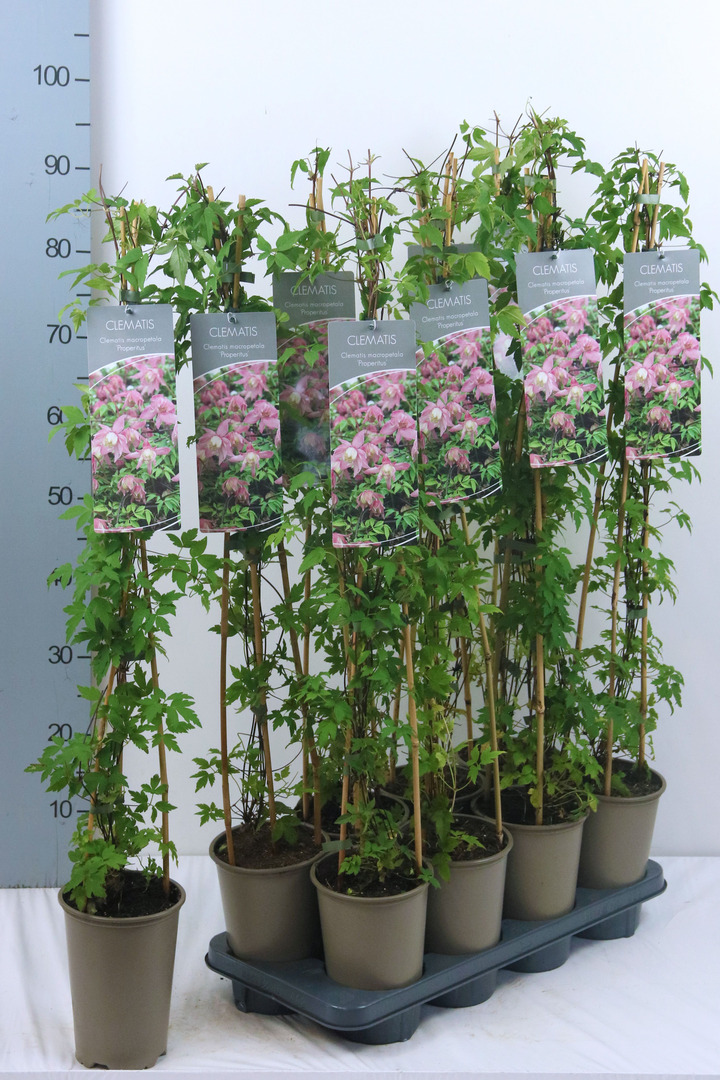 Raganė (Lot Clematis) 'Propertius' P17 60-100 3-STICK | RAGANĖS | VIJOKLINIAI