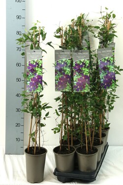 Raganė (Lot Clematis) 'Polish Spirit' P17 60-100 3-STICK | RAGANĖS | VIJOKLINIAI