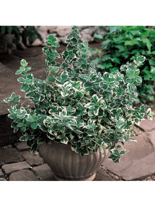 Ožekšnis Fortūno ( Lot. Euonymus Fortunei) EMERALD GAIETY C3 20-30CM-OŽEKŠNIAI-KRŪMAI