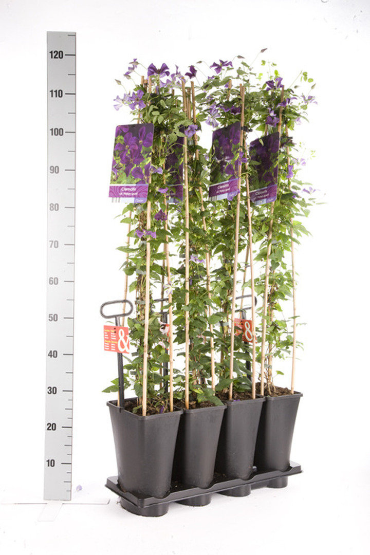 Raganė (Lot Clematis) 'Polish Spirit' C5 120 CM 4 ST (SK) | RAGANĖS | VIJOKLINIAI