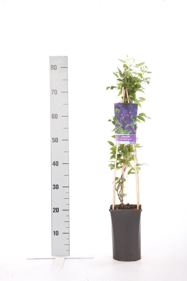 Raganės (Lot Clematis) 'Polish Spirit' C2,5 70 CM 4 ST(SP) | RAGANĖS | VIJOKLINIAI