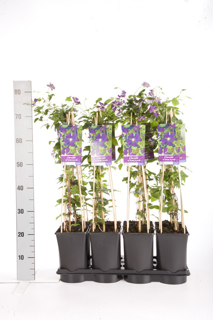 Raganės (Lot Clematis) 'Polish Spirit' C2,5 70 CM 4 ST(SP) | RAGANĖS | VIJOKLINIAI