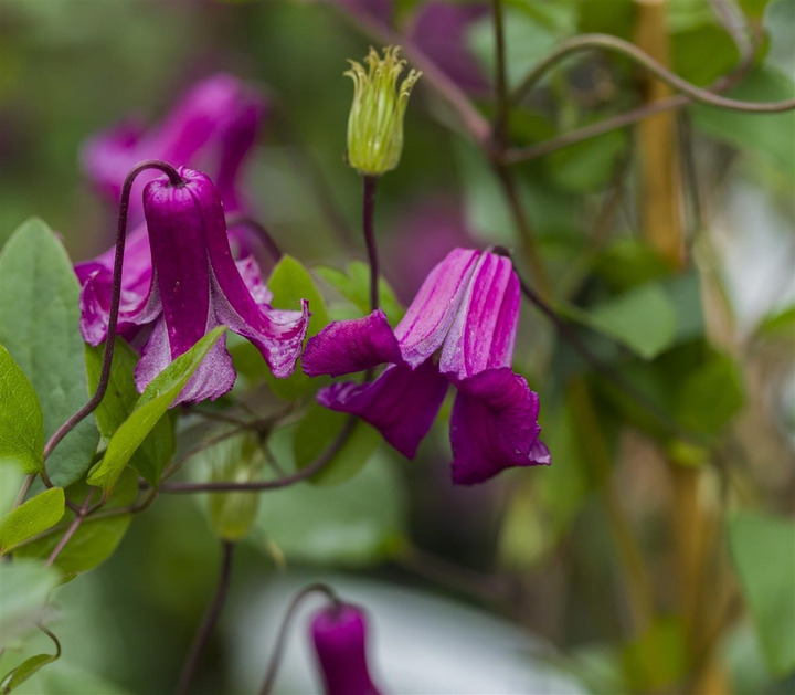 Raganės (Lot Clematis) 'Queen Mother' C2,5 70 CM 4 ST(SP) | RAGANĖS | VIJOKLINIAI