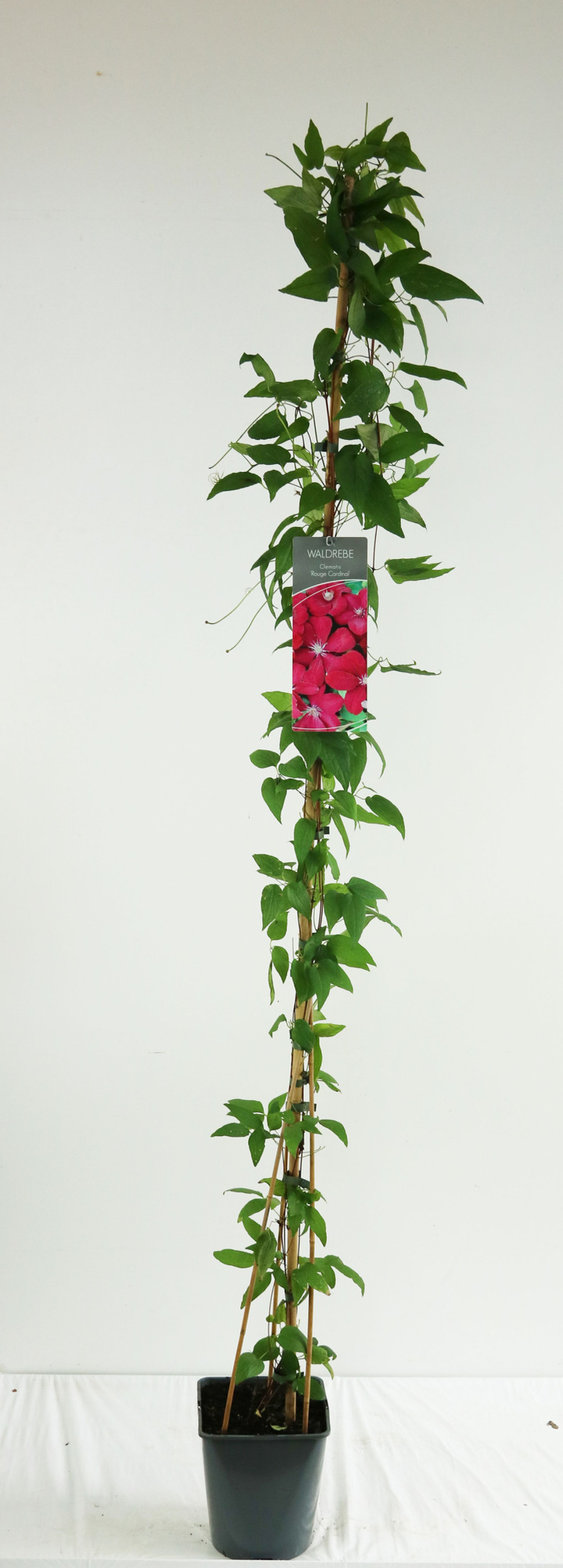 Raganė (Lot Clematis) 'Rouge Cardinal' C5/P23 100-125 CM | RAGANĖS | VIJOKLINIAI