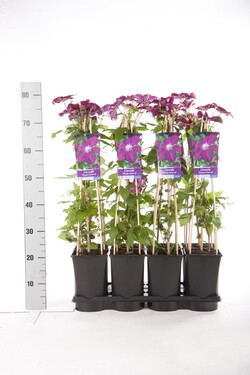Raganė (Lot Clematis) 'Rouge Cardinal' C2,5 70 CM 4 ST(SP) - nuotrauka 2