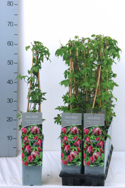 Raganė (Lot Clematis) 'Rosy O'Grady' P17 40-60 CM 3 STICK | RAGANĖS | VIJOKLINIAI