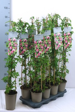 Raganė (Lot Clematis) 'Rosy O'Grady' P17 60-100 3-STICK | RAGANĖS | VIJOKLINIAI