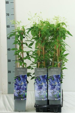 Raganė (Lot Clematis) 'Rhapsody' P17 40-60 CM 3 STICK | RAGANĖS | VIJOKLINIAI