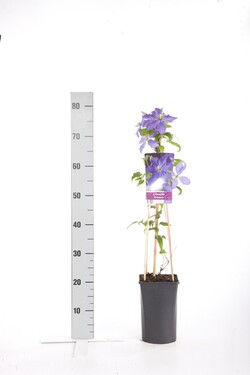 Raganė (Lot Clematis) 'Rhapsody' C2,5 70 CM 4 ST(SP) - nuotrauka 1