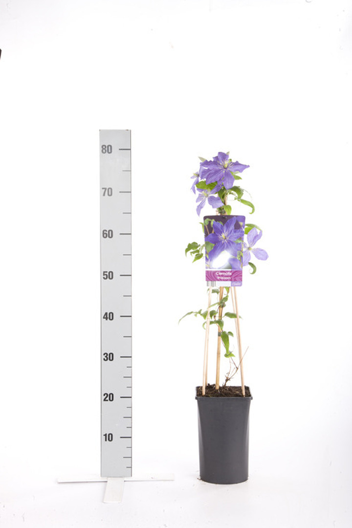 Raganės (Lot Clematis) 'Rhapsody' C2,5 70 CM 4 ST(SP) | RAGANĖS | VIJOKLINIAI