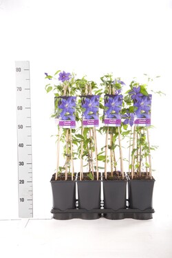 Raganė (Lot Clematis) 'Rhapsody' C2,5 70 CM 4 ST(SP) - nuotrauka 2