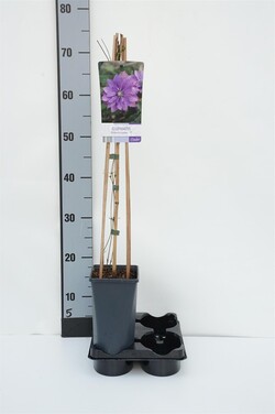 Raganės (Lot Clematis) 'Rollercoaster' C2,5 70 CM 4 ST(SP) | RAGANĖS | VIJOKLINIAI