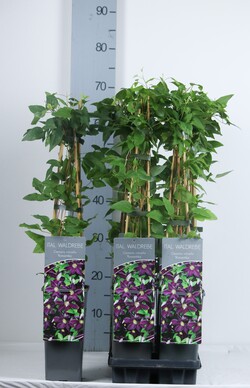 Raganė (Lot Clematis) 'Romantika' P17 40-60 CM 3 STICK | RAGANĖS | VIJOKLINIAI