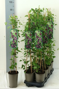 Raganė (Lot Clematis) 'Romantika' P17 60-100 3-STICK | RAGANĖS | VIJOKLINIAI
