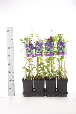 Raganė (Lot Clematis) 'Romantika' C2,5 70 CM 4 ST(SP) - nuotrauka 2