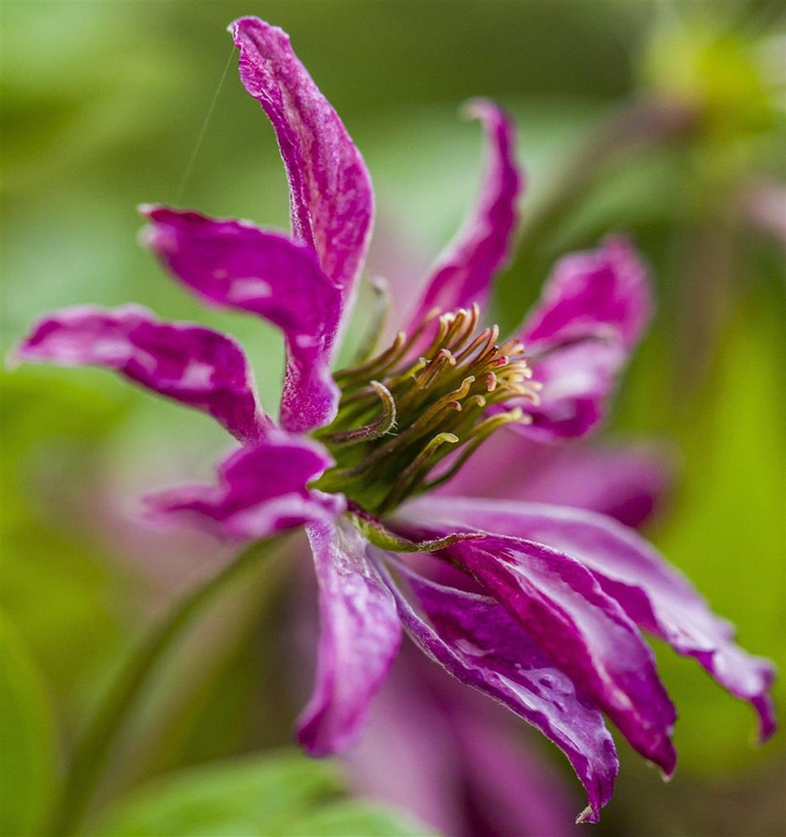 Raganės (Lot Clematis) 'Rosalyn' C2,5 70 CM 4 ST(SP) | RAGANĖS | VIJOKLINIAI