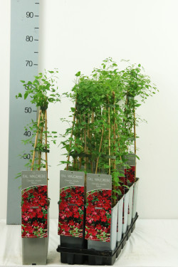 Raganė (Lot Clematis) 'Rubra' P17 40-60 CM 3 STICK | RAGANĖS | VIJOKLINIAI