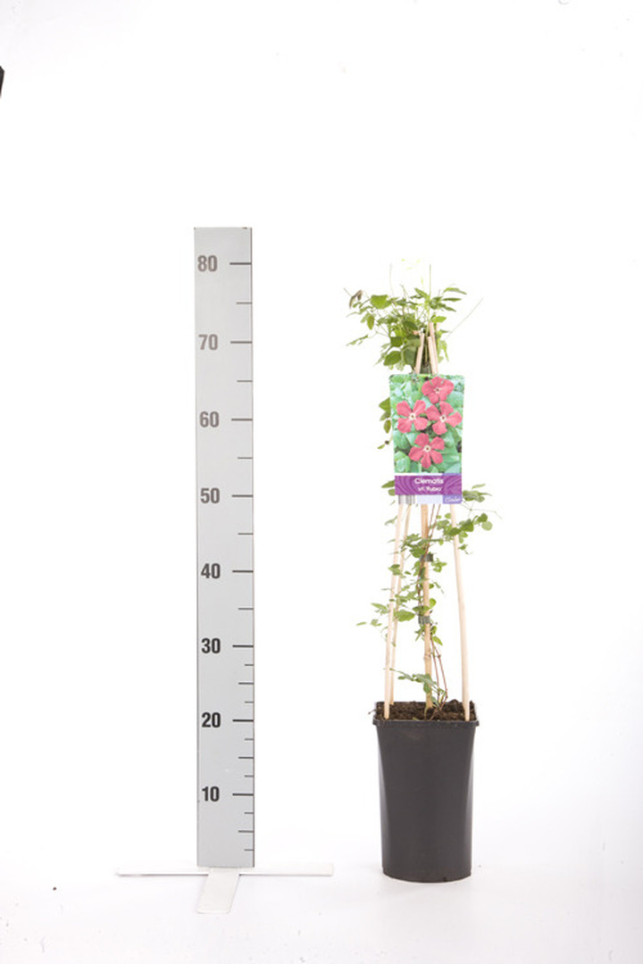 Raganės (Lot Clematis) 'Rubra' C2,5 70 CM 4 ST(SP) | RAGANĖS | VIJOKLINIAI